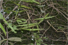 Anodendron paniculatum